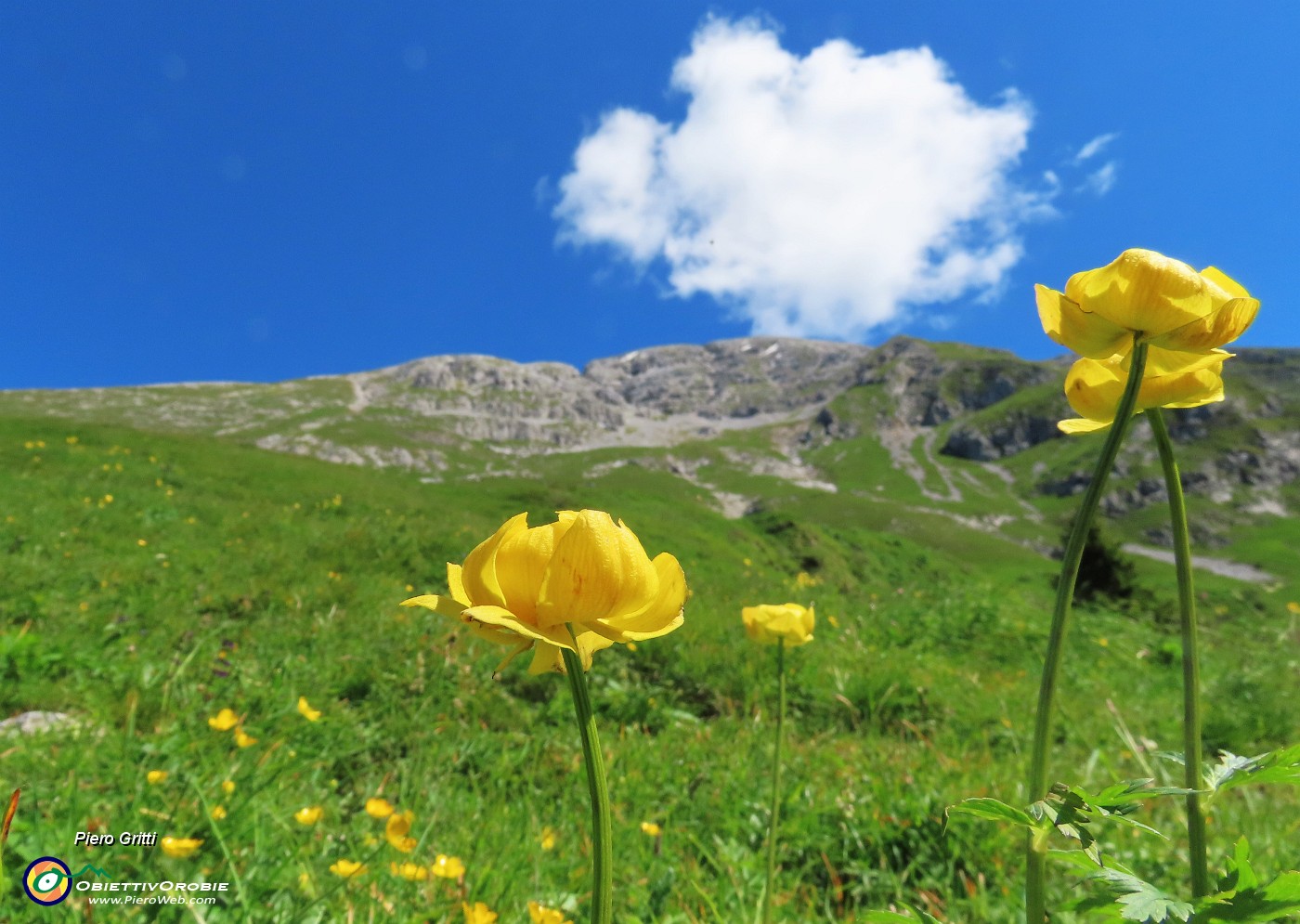 28 Trollius europaeus (Botton d'oro) con vista in Arera.JPG